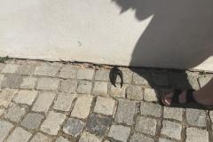<p><br></p>
